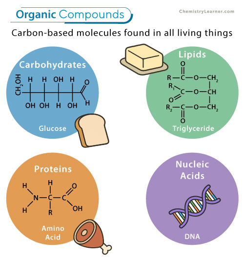 <ul><li><p>contains C and H</p></li><li><p>usually longer than inorganic molecules</p></li><li><p>dissolve in water and organic liquids</p></li><li><p>Carbohydrates, proteins, lipids, and nucleic acids</p></li></ul><p></p>