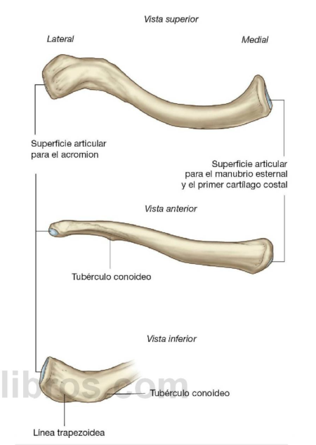 <p>Hueso largo en "S" itálica, anterosuperior al tórax. Actúa como puntal (única unión ósea tronco-miembro superior). Estructura similar a hueso plano: sin canal medular, cortical media gruesa y extremos esponjosos. Totalmente subcutánea/palpable.</p><p></p><ul><li><p><strong>Posición anatómica:</strong> Extremo medial grueso, cara inferior rugosa, borde anteromedial convexo.</p></li><li><p><strong>Forma y Curvaturas:</strong></p><ul><li><p><em>Medial (2/3):</em> Cilíndrica, cóncava posteriormente.</p></li><li><p><em>Lateral (1/3):</em> Aplanada, cóncava anterior.</p></li></ul></li><li><p><strong>Extremos (Articulaciones):</strong></p><ul><li><p><em>Esternal (medial):</em> Voluminoso; carilla para el manubrio esternal y 1º cartílago costal.</p></li><li><p><em>Acromial (lateral):</em> Aplanado; carilla oval para el acromion escapular.</p></li></ul></li><li><p><strong>Caras, Bordes e Inserciones:</strong></p><ul><li><p><em>Cara Superior y Bordes:</em> Lisa (subcutánea). Funcionalmente dividida: <strong>2/3 mediales</strong> anclan cuello/tronco (Esternocleidomastoideo posterior, Pectoral mayor anterior, Esternohioideo); <strong>1/3 lateral</strong> ancla el hombro (Trapecio posterior, Deltoides anterior).</p></li><li><p><em>Cara Inferior (Anclajes):</em> Rugosa. De medial a lateral: </p></li><li><p><strong>1)</strong> Impresión del ligamento costoclavicular (une a 1ª costilla) → </p></li><li><p><strong>2)</strong> Surco del músculo subclavio (aloja el foramen nutricio) → </p></li><li><p><strong>3)</strong> Tuberosidad coracoclavicular (une a la apófisis coracoides), formada por la <em>línea trapezoidea</em> (anterior/plana) y el <em>tubérculo conoideo</em> (posterior/prominente).</p></li></ul></li><li><p><strong>Osificación:</strong> 1º hueso en osificarse (~4ª semana, vía intramembranosa/fibrosa). El centro secundario esternal es el último del cuerpo en fusionarse (aparece a los 18, cierra a los 25 años; clave en medicina forense <span>para estimación de edad</span>).</p></li><li><p><strong>Dato Clínico:</strong> Su posición superficial y el cambio de curvatura la exponen a fracturas frecuentes (especialmente en el 1/3 medio, su zona más débil). Sin embargo, su rica irrigación perióstica garantiza una consolidación muy rápida.</p></li></ul><p></p>