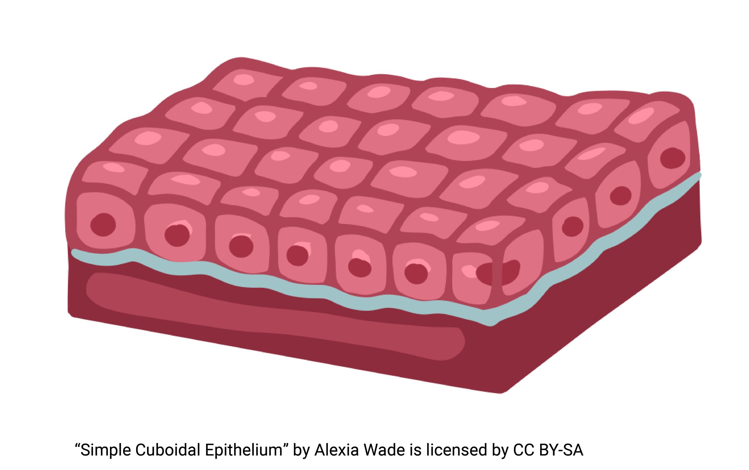 <p>what kind of epithelial tissue is this?</p>