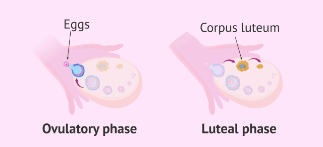 <p>Corpus luteum - <span>the temporary endocrine organ formed after ovulation, which secretes progesterone in preparation for a possible pregnancy.</span></p>