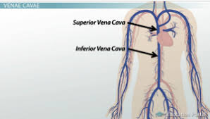 <p>Vessels that return deoxygenated blood from the upper and lower body to the right atrium of the heart.</p>