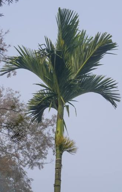 <p>Areca Palm</p>
