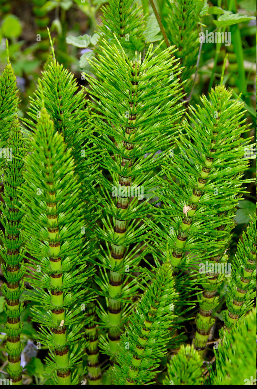 <p><span style="font-family: "Open Sans"; font-size: large;"><strong><u>Equisetum telmateia - Great horsetail</u></strong></span></p>