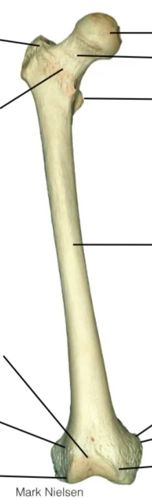 <p>what bone which way facing</p>