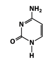 <p>Nitrogenous bases- Pyrimidines (only)</p>