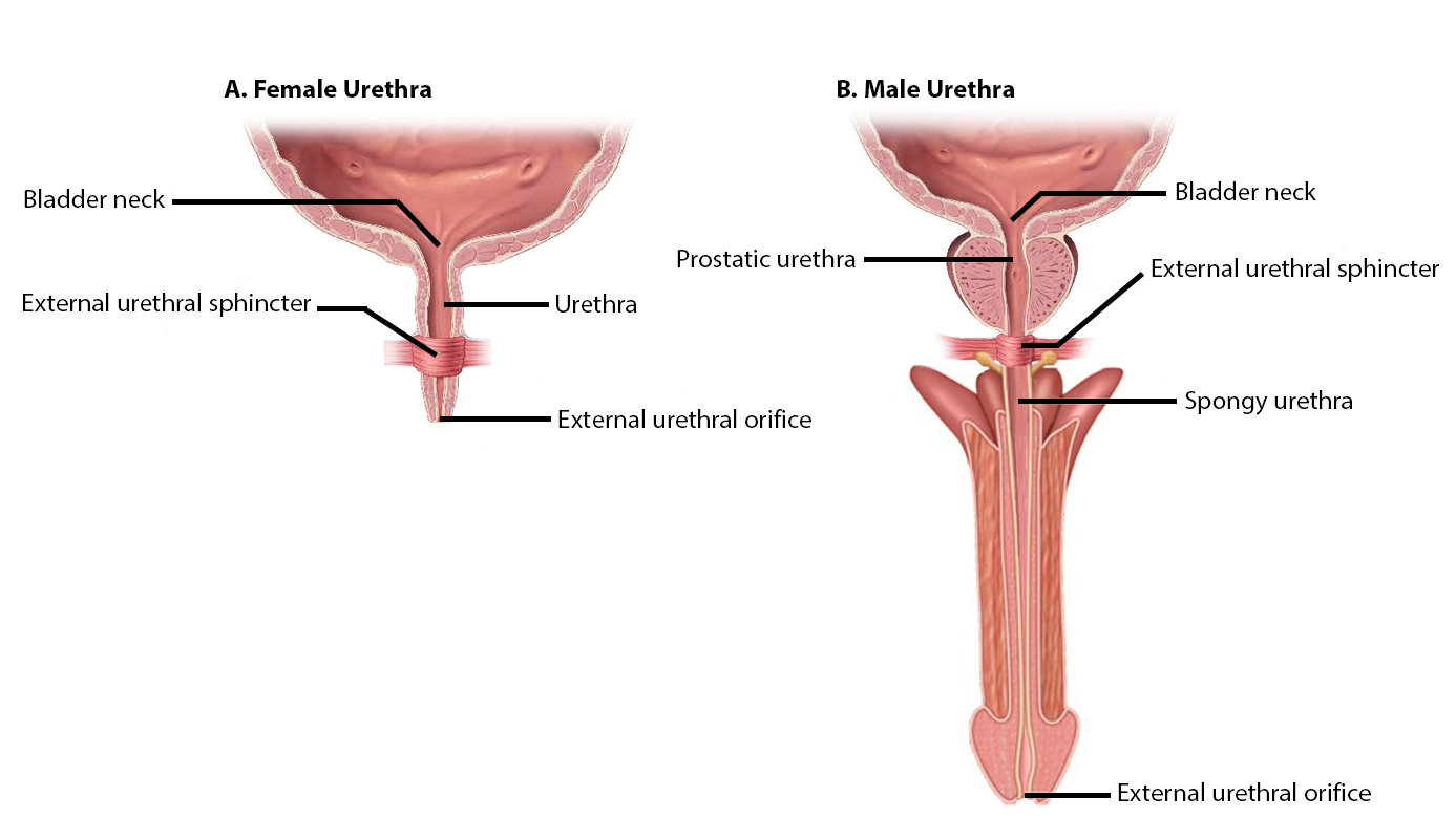 <ul><li><p>a skeletal muscle that wraps around the urethra, critical for voluntary urinary continence</p></li></ul><p></p><p>origin → ischiopubic ramus and neighbouring perineal fascia</p><p>insertion → fibrous raphe (median septum) on the posterior aspect of the urethra and intermeshing fibres with the opposite side</p><p>action → constricts the urethra to stop the flow of urine</p><p>innervation → somatic: perineal branch of pudendal nerve (s2, S3, S4)</p><p>blood supply → internal pudendal artery and its branches (perineal artery, bulbourethral artery)</p>