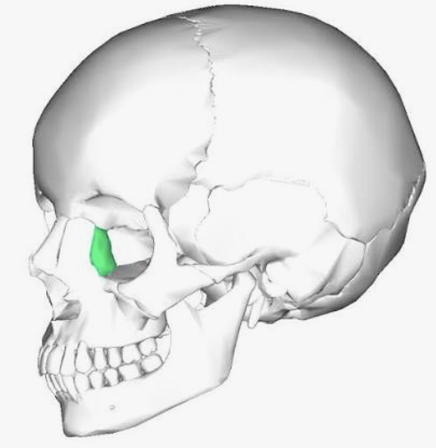 <p>Which bone is this?</p>