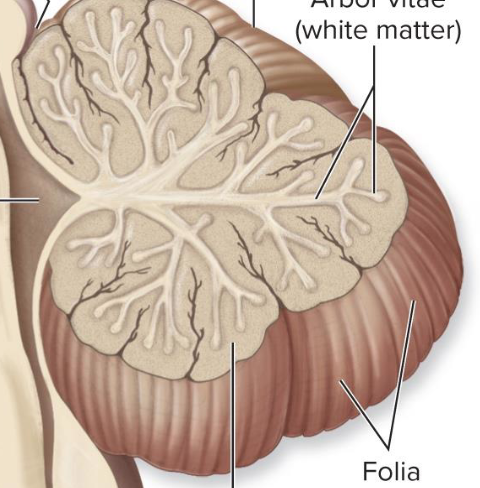 <p>grey matter of cerebellum</p>