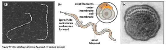 <p>= flagellaat-achtige structuren van spirocheten </p><ul><li><p>bevinden zich tussen de inner en outer membrane en zijn om de cel heen gebonden </p></li><li><p>zorgt voor mobiliteit bij het ronddraaien van de bacterie (als een schroevendraaier) </p></li></ul><p></p><p>→ de schroevendraai beweging zorgt ervoor dat de pathogeen door weefsel heen kan komen </p><p>→ hierdoor kan het ook de bloedbaan binnenkomen </p><p></p>