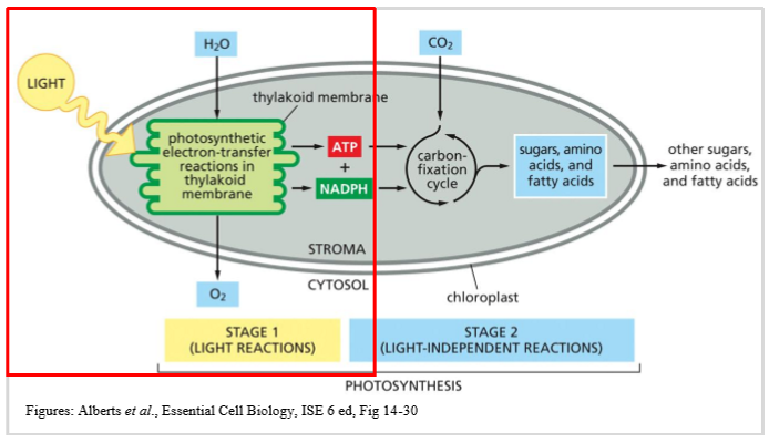 <ul><li><p>thylakoid membranes contain two photosystems PSI and PSII</p></li><li><p>these contain light harvesting pigments such as chlorophyll that absorb light energy (photons) </p></li><li><p>light reaction: light energy is converted to reducing power (NADPH) and chemical energy (ATP)</p></li><li><p>via a series of oxidation-reduction reactions  </p></li></ul><p></p>