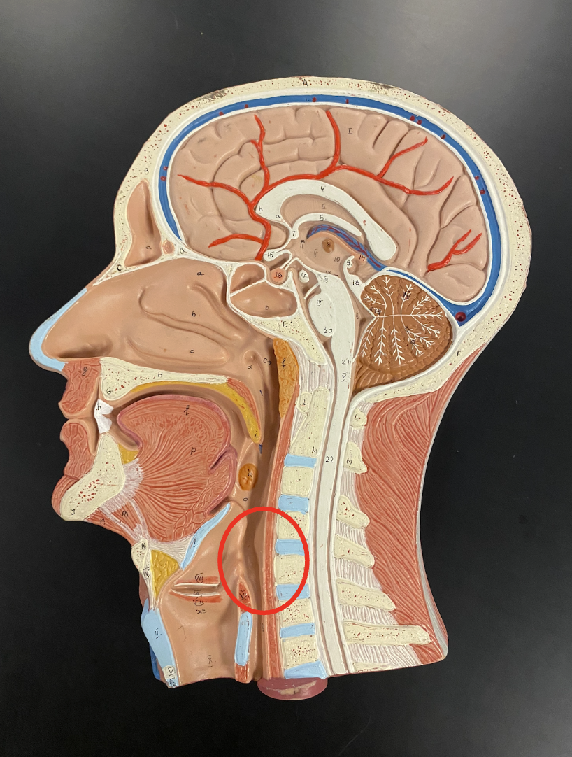 <p>Identify the structure</p>