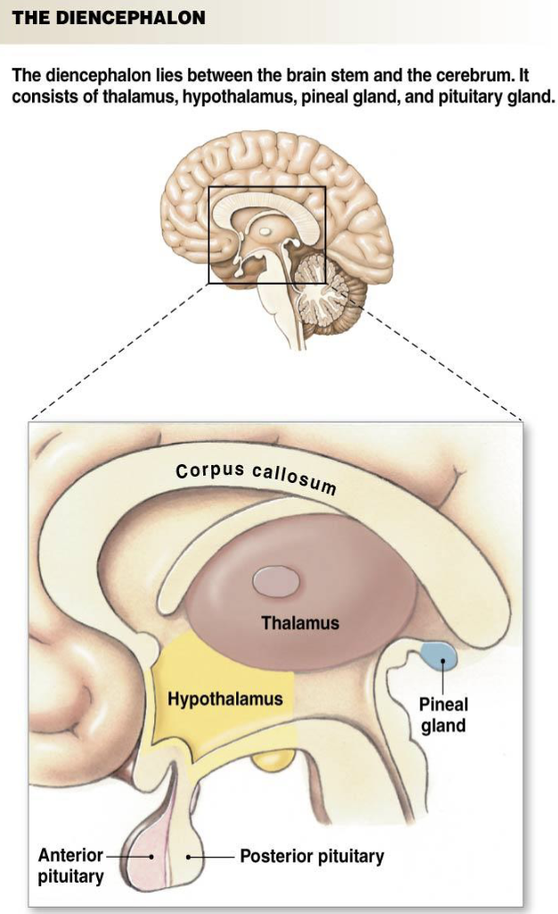 <p><strong>Pituitary Gland</strong></p><ul><li><p>What is the function of the anterior pituitary?</p><ul><li><p>What is the function of the posterior pituitary?</p></li></ul></li></ul><p></p>