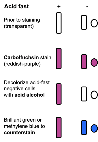 <p><strong>Acid-fast cells:</strong> reddish-purple, presence of waxy-cell wall bacteria, rich in mycolic acid, resistant to dehydration + disinfectants<br><strong>Non-acid-fast cells:</strong> blue, absence of waxy-cell-wall bacteria</p>