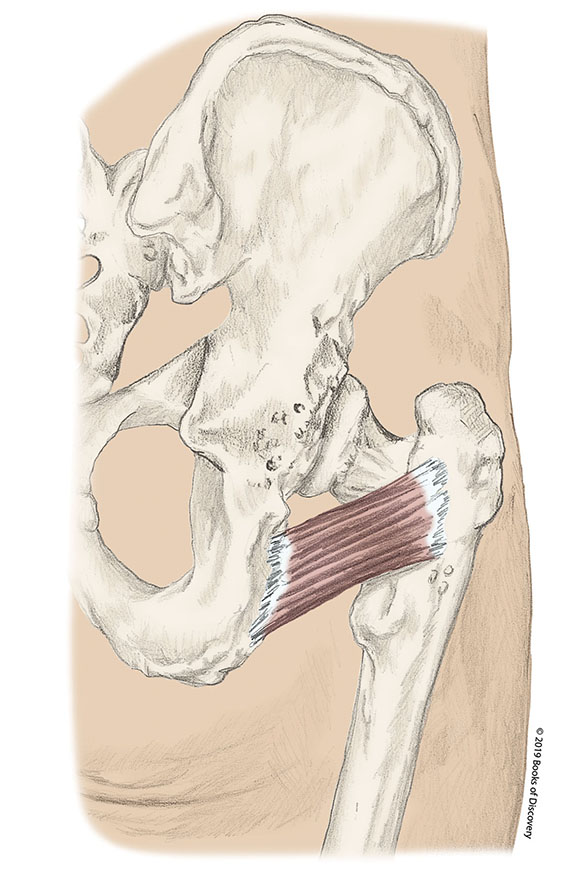 <p>quadratus femoris nerve</p>