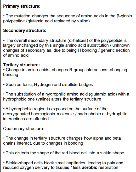 <p><span style="line-height: 1.15;">To answer this question perfectly, you must systematically address the <strong>primary, secondary, tertiary, and quaternary structures</strong> before explaining how these changes generate the physiological symptoms</span><span>.</span></p><p>Mark Scheme Answers1. Primary Structure</p><ul><li><p></p><p><span style="line-height: 1.15;">The sequence / order of amino acids is altered</span><span>. * Specifically, the hydrophilic amino acid <strong>glutamic acid is replaced by the hydrophobic amino acid valine</strong> at position 6 in the </span><span style="line-height: 1.15;">$\beta$</span><span>-globin polypeptide chain.</span></p></li></ul><p>2. Secondary Structure</p><ul><li><p></p><p><span style="line-height: 1.15;">The folding of the local polypeptide chain is altered</span><span>.</span></p></li><li><p>The distribution of hydrogen bonds changes, which can slightly disrupt or misfold the normal configuration of <span><strong>alpha</strong></span><strong>-helices and </strong><span><strong>beta</strong></span><strong>-pleated sheets</strong>.</p></li></ul><p>3. Tertiary Structure</p><ul><li><p></p><p><span style="line-height: 1.15;">The overall 3D shape / conformation of the single beta-globin subunit is altered</span><span>.</span></p></li><li><p>This is because the substitution introduces valine, which has a hydrophobic R-group.</p></li><li><p><span style="line-height: 1.15;">This changes the <strong>hydrophobic and hydrophilic interactions</strong> (and potentially ionic/hydrogen bonds) within the protein, causing a hydrophobic patch to form on the outside of the molecule</span><span>.</span></p></li></ul><p>4. Quaternary Structure</p><ul><li><p></p><p><span style="line-height: 1.15;">The interaction between multiple polypeptide subunits is altered</span><span>.</span></p></li><li><p><span style="line-height: 1.15;">Haemoglobin is a conjugated globular protein made of four subunits (alpha and beta)</span><span>.</span></p></li><li><p>In deoxygenated sickle haemoglobin (<span>HbS</span>), the external hydrophobic valine patch binds to a complementary hydrophobic patch on a neighbouring haemoglobin molecule.</p></li><li><p>This causes the individual haemoglobin molecules to aggregate, polymerise, or stick together to <strong>form long, insoluble fibres/strands</strong>.</p></li></ul><p>5. Link to Symptoms</p><ul><li><p>The long molecular fibres distort the normal biconcave shape of the red blood cell into a <strong>rigid, sickle shape</strong>.</p></li><li><p>These rigid cells cannot easily flex through narrow capillaries, leading to <strong>blockages in small blood vessels</strong>.</p></li><li><p>This cuts off blood supply to tissues, causing localized oxygen deprivation, tissue damage, severe pain (sickle crisis), and <strong>reduced overall oxygen delivery</strong> (anaemia).</p></li></ul><p></p>