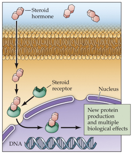 <p>The steroid-receptor complex binds to DNA in the nucleus and acts as a…</p>