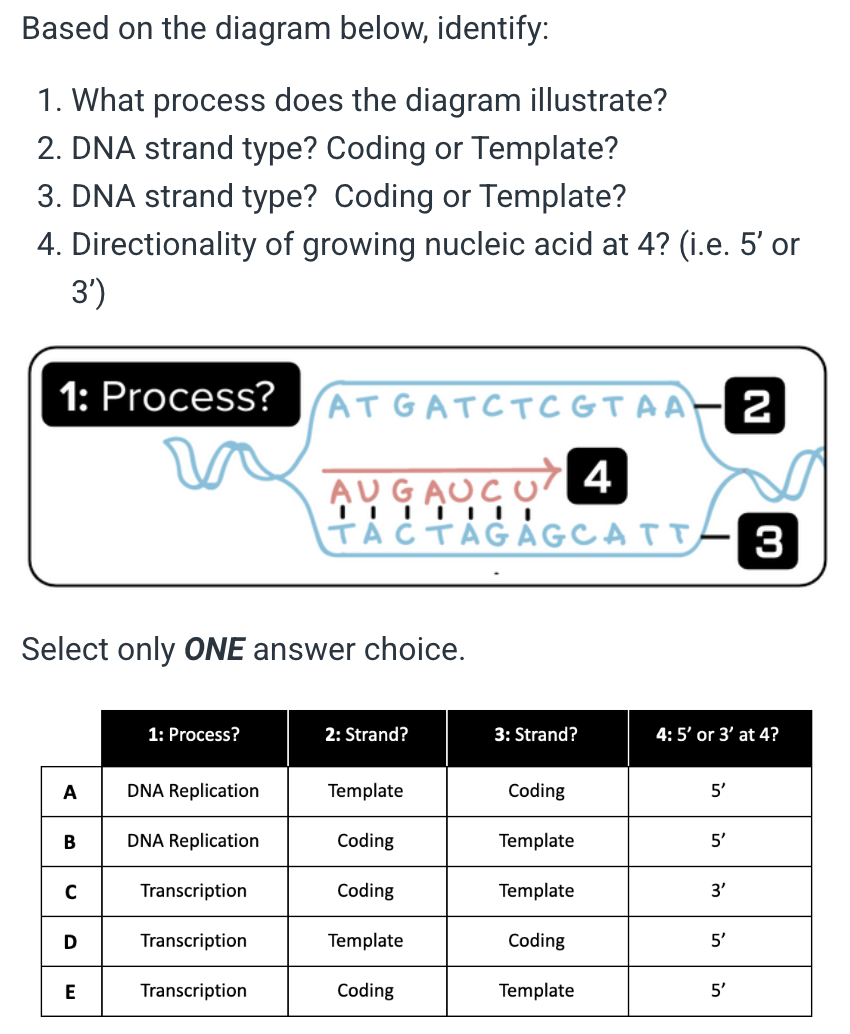 <p>Answer A</p><p>Answer B</p><p>Answer C</p><p>Answer D</p><p>Answer E</p>
