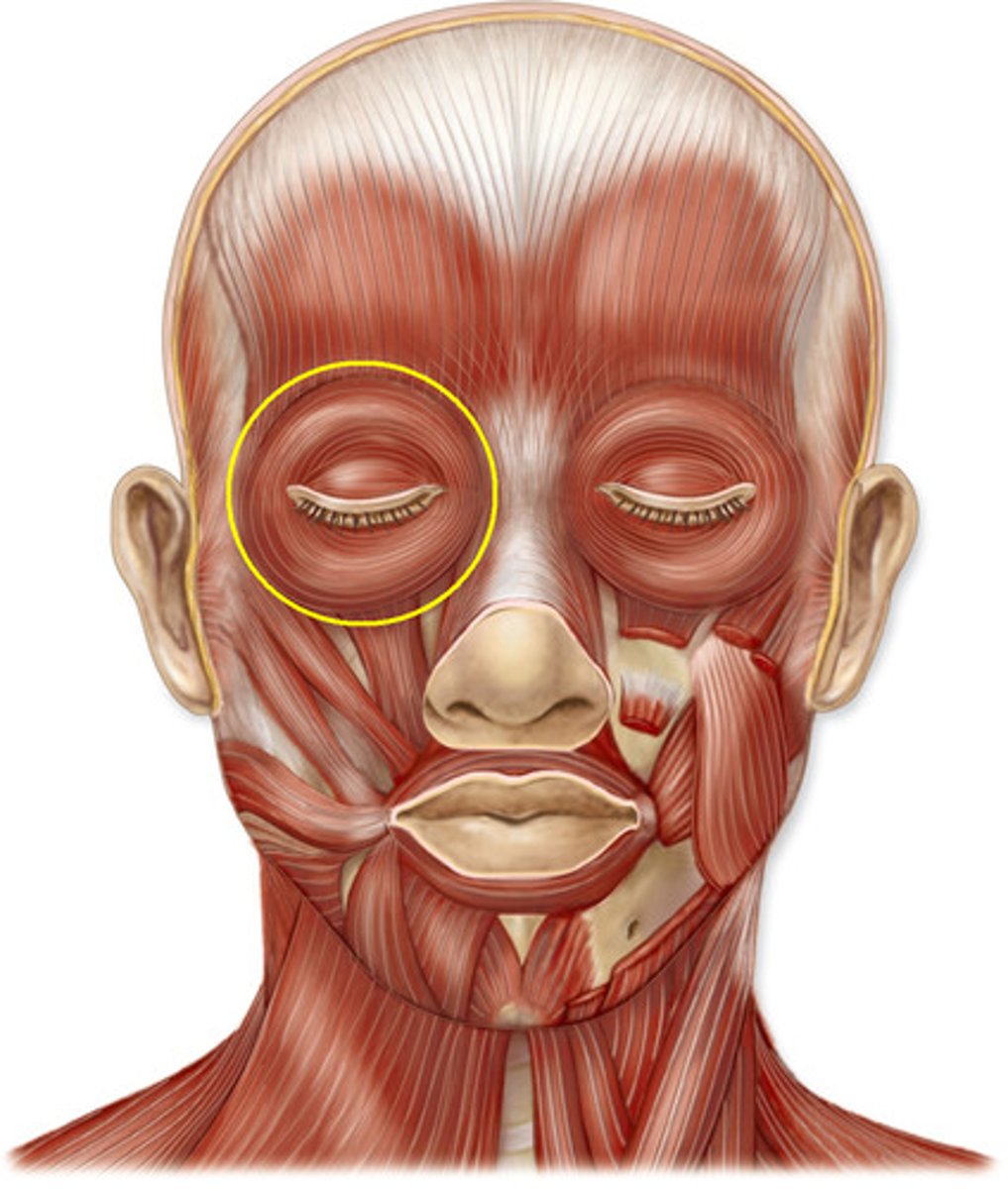 <p>closes eyelids</p>