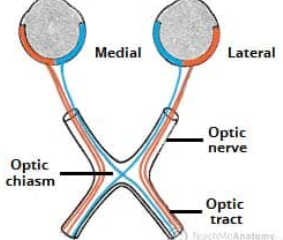 <p>an X-shaped neural structure where the optic nerves intersect</p>