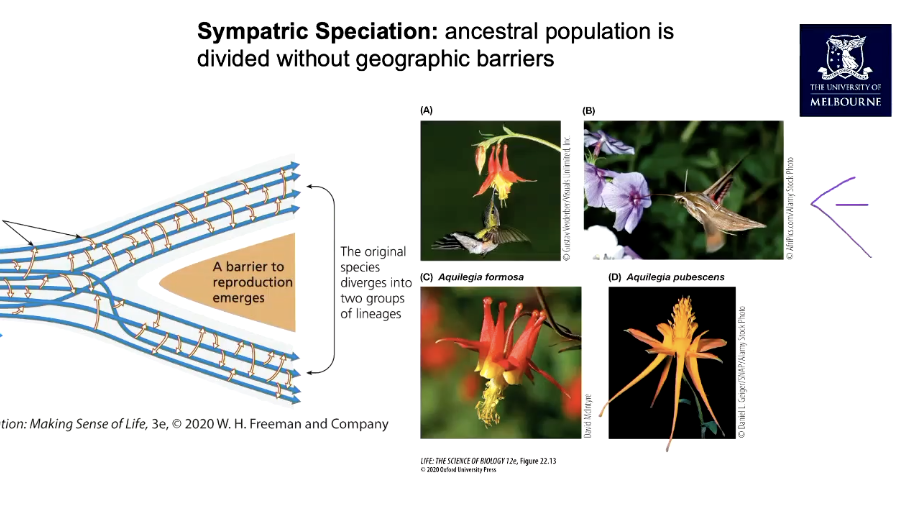 <p>ancestral population is divided without geographic barriers</p><ul><li><p>monkey flower species are in the same geographic location but birds pollinate some and bees pollinate the others - leads to reproductive isolation without geographic barrier</p></li></ul><p></p>