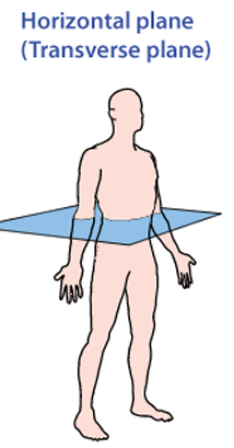 <p>Transverse </p>