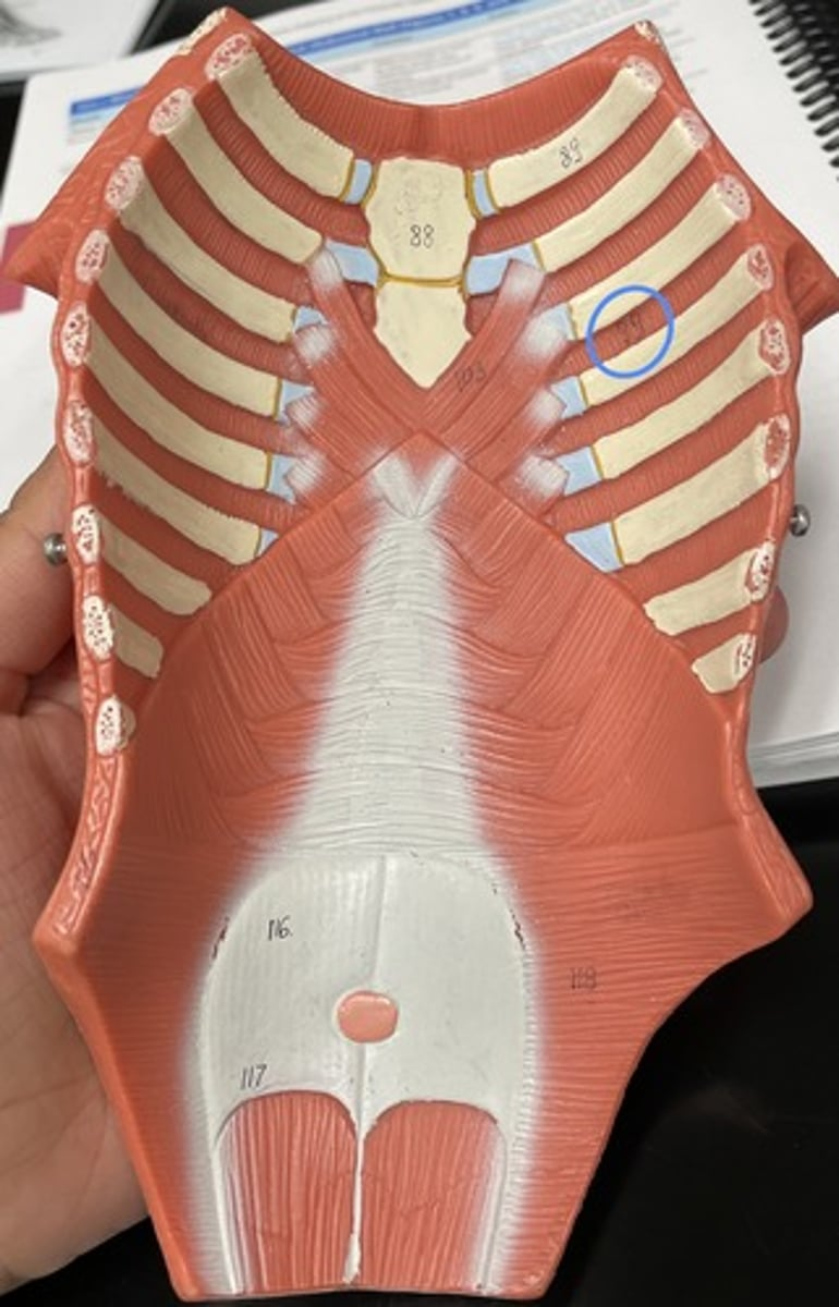 <p>internal intercostals</p><p>origin:</p><p>insertion:</p><p>action:</p>