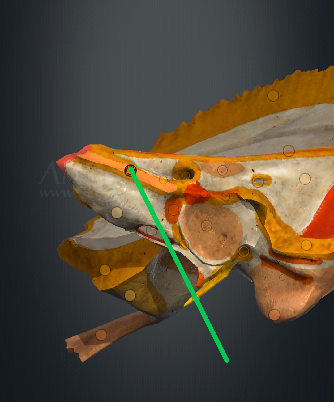 <p>sulcus sinus petrosi inferioris</p>