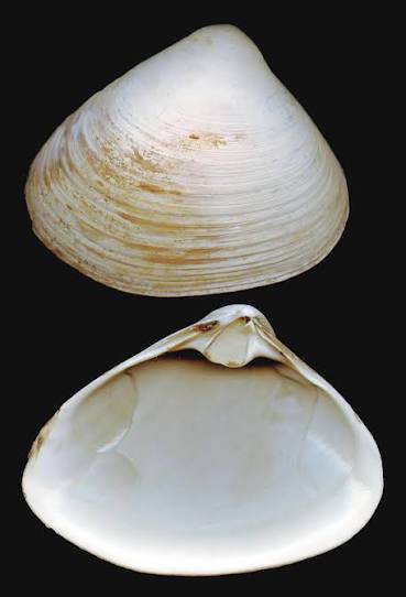 <p>What is the common name and scientific name of this organism </p>