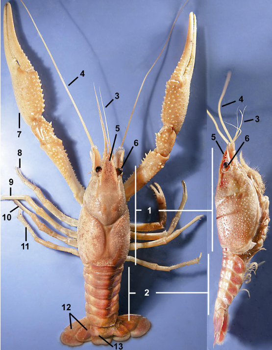 <p>taxa </p><p>label numbers</p>