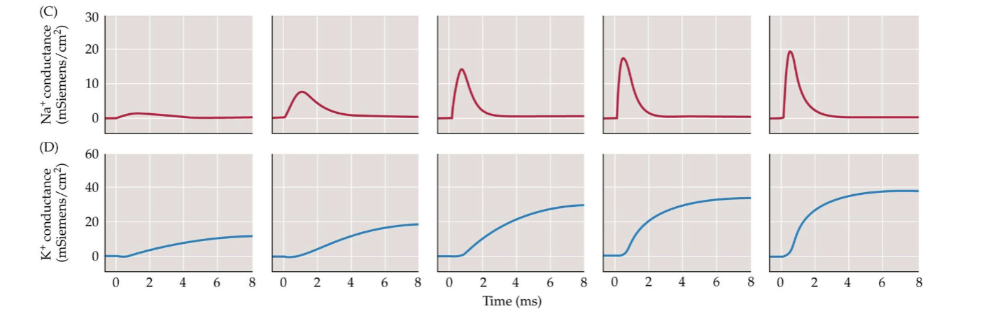 <p>How do the time courses of gNa+ and gK+ differ during a depolarizing step?</p>
