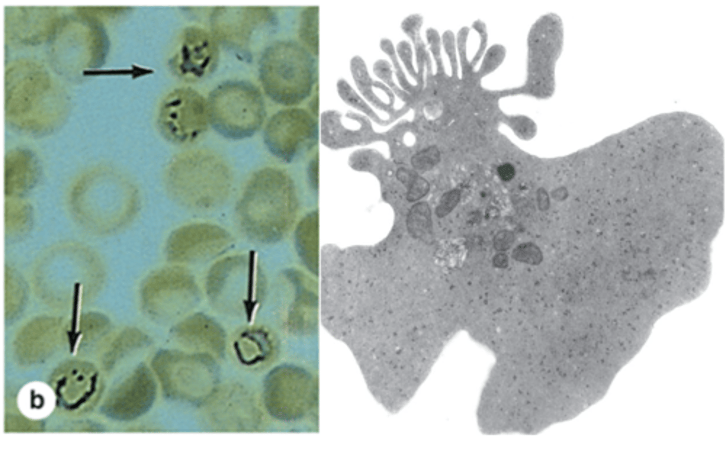 <p>What percentage of red blood cells in peripheral blood are reticulocytes?</p>