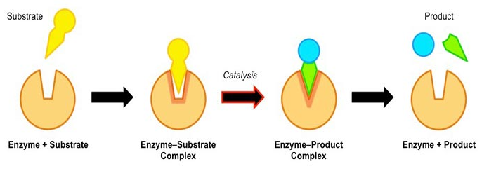 <ul><li><p>The active site is not a fixed shape.</p></li><li><p>When the substrate joins the enzyme, it will change the shape of its active site slightly to make a better fit.</p></li><li><p>These combine to form the <strong>enzyme-substrate complex.</strong></p></li><li><p>The substrate molecules react, the products are released and the unchanged enzyme is the available again.</p></li></ul><p></p>