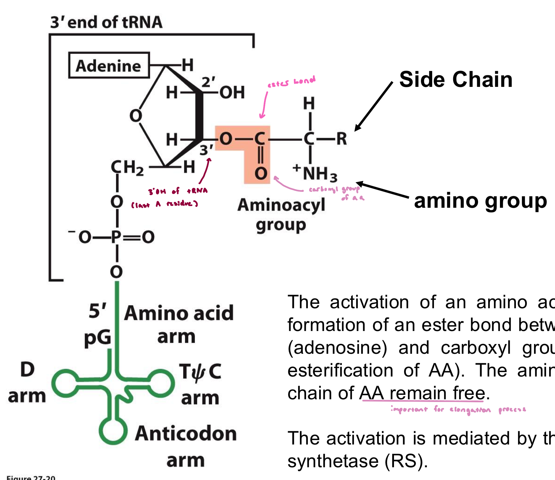 <ul><li><p>the activation of an a.a ocnsists of the formation of an ester bond b/w 3’OH of tRNA (adenosine) and carboxyl group of the AA</p><ul><li><p>i.e esterificaiton of AA</p></li></ul></li><li><p>the amino group and side chain remain free (important for elongation process)</p></li><li><p>the activation is mediated by the aminoacyl tRNA synthetase (RS)</p></li></ul><p></p>
