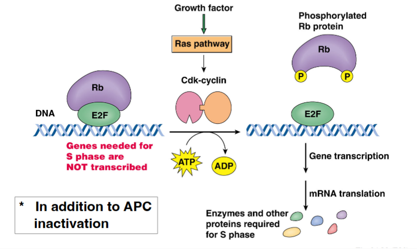 <p><span style="background-color: transparent;">G1-Phase Cyclins, the Rb Protein, and Passage Through the R-Point</span></p>