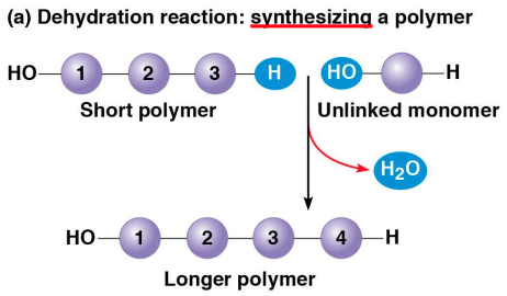 <p>formed</p>