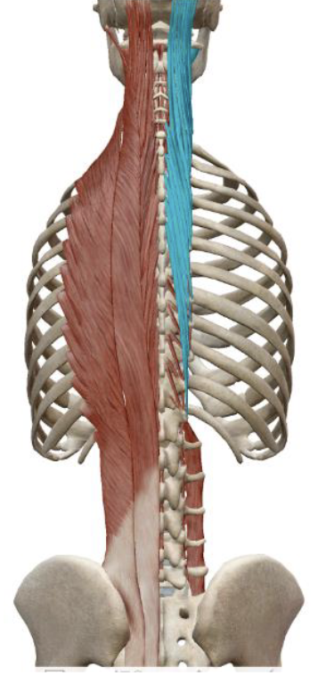 <p>Transversospinalis/Semispinalis Insertion</p>