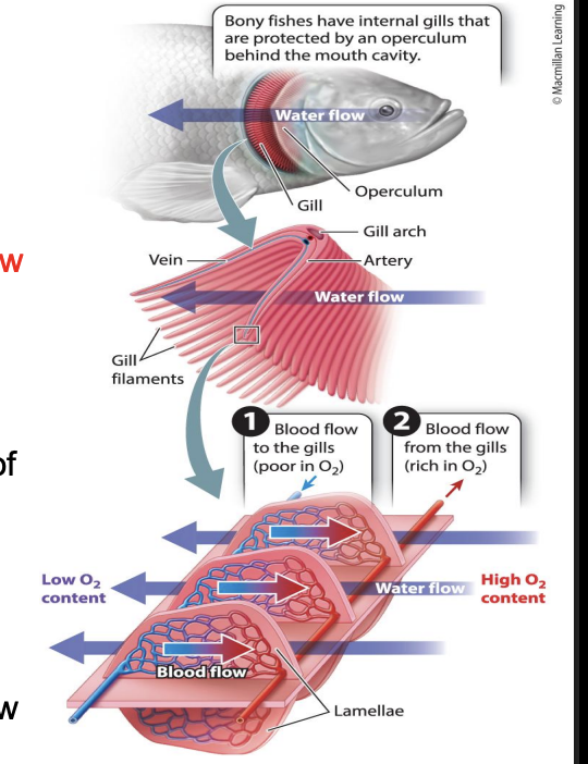 <ul><li><p>Each gill arch consists of two stacked rows of flat, leafshaped structures called gill filaments that contain numerous lamellae</p></li></ul><p></p>
