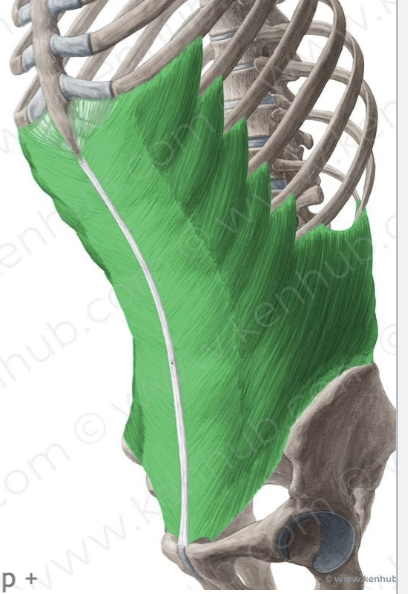 <p><span style="line-height: 17px;">Musculi abdominis</span><span style="line-height: 17px; background-color: var(--clrSelection,#c6c6c6) !important;">&nbsp;</span></p><p class="Paragraph SCXW237638907 BCX4" style="text-align: left;"><span style="line-height: 17px; background-color: var(--clrSelection,#c6c6c6) !important;">&nbsp;</span></p><p class="Paragraph SCXW237638907 BCX4" style="text-align: left;"><span style="line-height: 17px;">Schuine buikspieren</span><span style="line-height: 17px; background-color: var(--clrSelection,#c6c6c6) !important;">&nbsp;</span></p><p class="Paragraph SCXW237638907 BCX4" style="text-align: left;"><span style="line-height: 17px; background-color: var(--clrSelection,#c6c6c6) !important;">&nbsp;</span></p><p class="Paragraph SCXW237638907 BCX4" style="text-align: left;"><span style="line-height: 17px;">M. obliquus abdominis externus</span><span style="line-height: 17px; background-color: var(--clrSelection,#c6c6c6) !important;">&nbsp;</span></p>