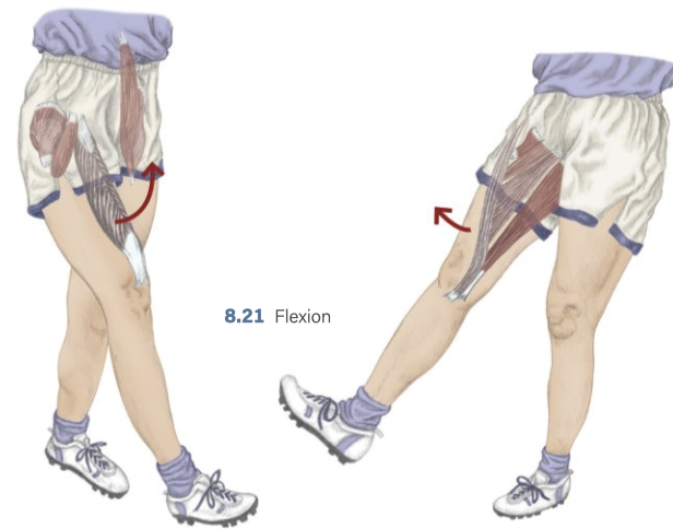 <p>Hip Flexion </p>