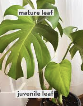 <p>Monsteras have ____ _______ ____ to create their serrations in the leaves.</p>