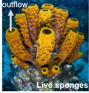 <p> Sponges</p><p>• are simple animals with porous body, usually lack body symmetry, are usually marine, do not have true tissues</p><p>• Two cell types</p><p>• Flagellated choanocytes filter food from water, Amoebocytes digest & carry food</p><p>• Sponges represent the earliest branch of the animal kingdom </p>