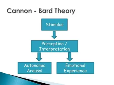 <p>information about stimuli is sent simultaneously to cortex and the body and results in emotional experience and bodily reactions, respectively. </p><p></p>