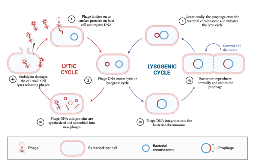 <ul><li><p><span><strong><span>Lytic cycle:</span></strong><span> immediate, rapid replication of viruses, and the destruction (lysis) of the host cell. </span></span></p></li><li><p><span><strong><span>Lysogenic cycle:</span></strong><span> allows virus to remain dormant, integrating its genome into the host's DNA to be replicated passively during cell division without destroying the host</span></span></p></li></ul><p></p>