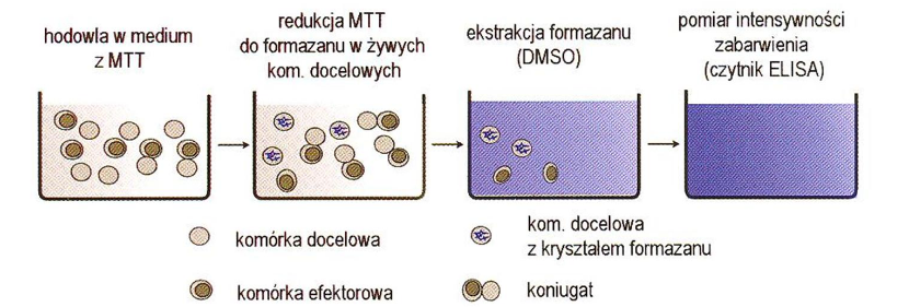 <p>Test MTT:</p><p>-Redukcja MTT do formazanu</p><p> -tylko w mitochondriach żywych kom.</p><p>-dodanie efektorów zabijających docelowe</p><p>-uwolnienie formazanu</p>