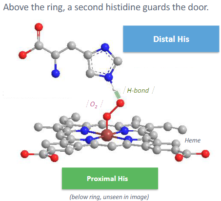<p><strong>Distal Histidine </strong>= donates H-bond to LPs of O<sub>2</sub> when bound to Fe </p><ul><li><p><u>Stabilizes O<sub>2</sub> complex</u></p></li><li><p><u>Discriminates against CO</u></p><ul><li><p>CO = binds more strongly to iron than O<sub>2</sub></p></li><li><p>Helps Heme favor O<sub>2</sub> through stabilizing H bonds of LPs</p></li></ul></li></ul><p></p>