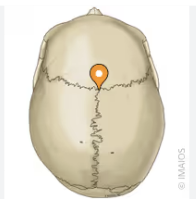 <p>where the sagittal and coronal sutures intersect</p>