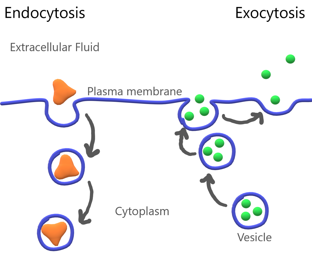 <p>type of active transport that moves large molecules or groups of molecules across the cell membrane using vesicles</p><p>(endocytosis & exocytosis) </p>