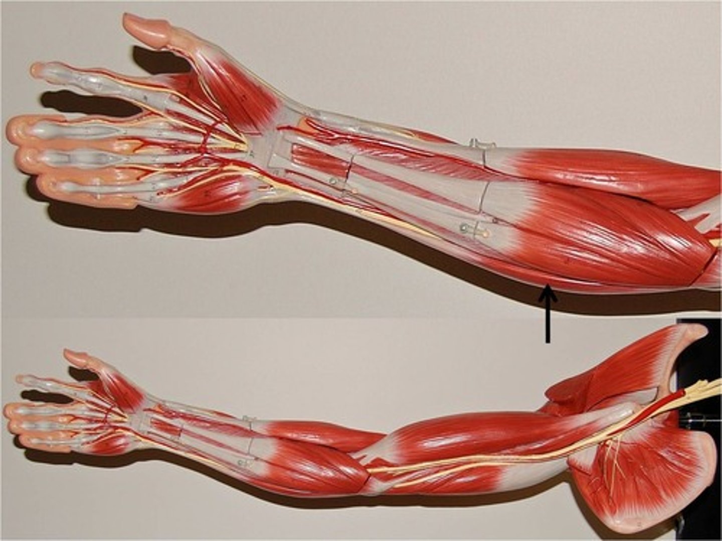 <p>Flexes and adducts wrist</p>