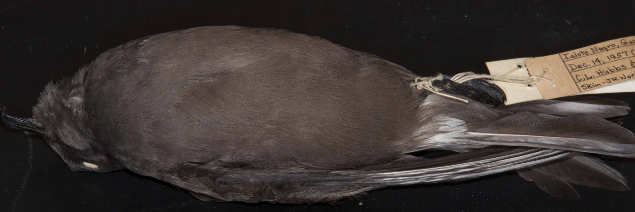<p>Storm Petrel</p>
