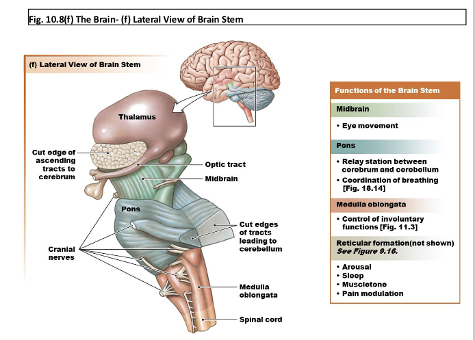 <p>What is midbrain responsible for in the brain?</p>